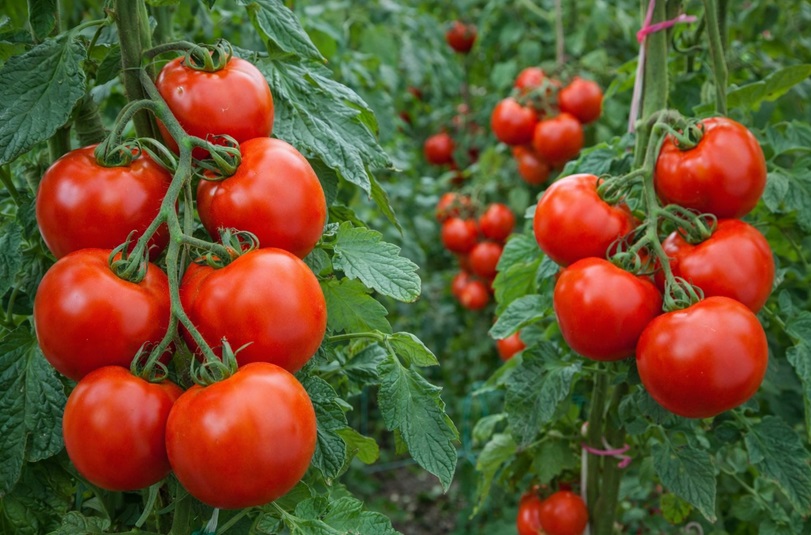 Tomaten, sollten nicht eingefroren werden.