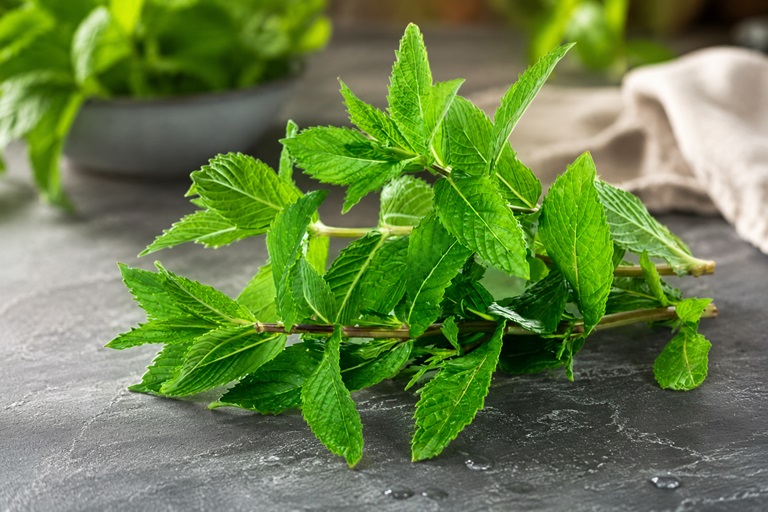 Küchenkräuter Minze - frische Minzeblätter auf einen Küchenplatte.